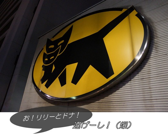 ニャンバーワン,銀座トイプードル,リリーとドナ,asknowasdewan022