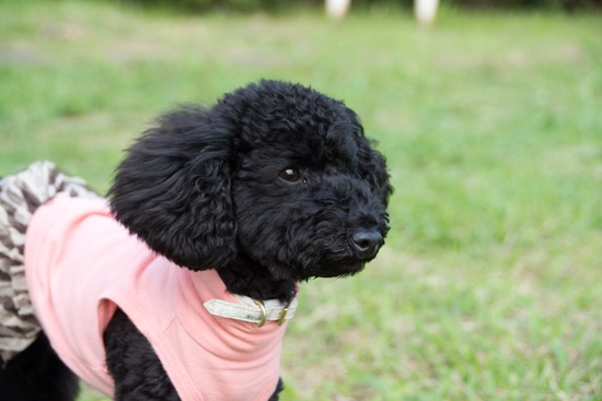 トイプードル ブログ 銀座リリーとドナas know as de wan91