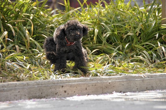 as know as de wan トイプードル 銀座リリー60