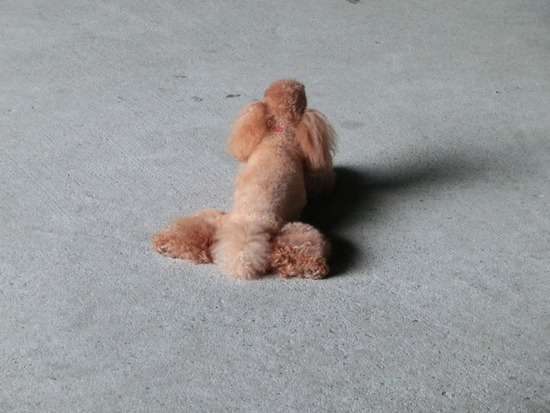 as know as de wanとブラックのトイプードル銀座リリー01