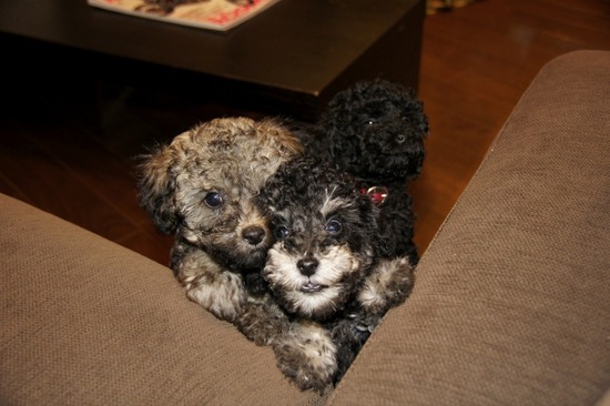 銀座 トイプードル リリー as know as de wan18