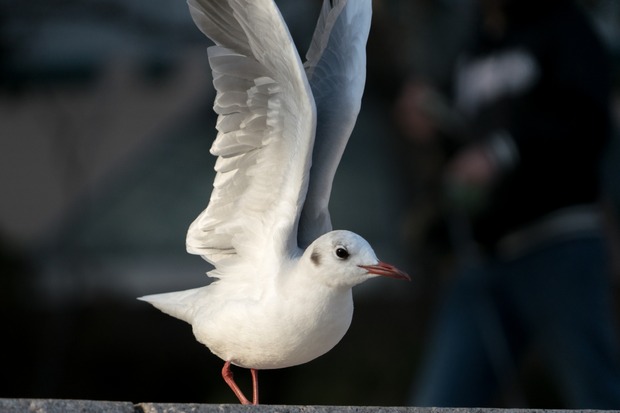 20160111ブラックトイプードル銀座リリー＆ドナ12