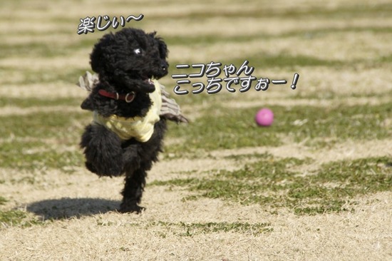 銀座トイプードルリリーas know as de wan22