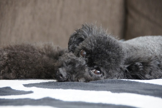 銀座トイプードルリリーas know as de wan30