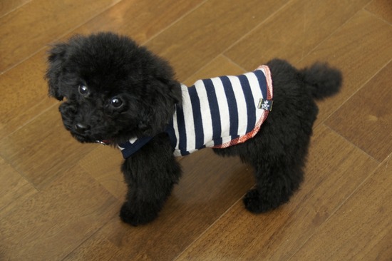 銀座トイプードルリリーas know as de wan04