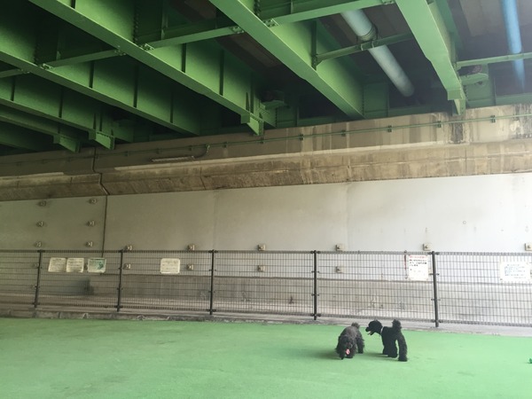 ブラックトイプードル銀座リリードナ03