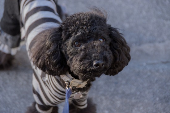 トイプードル ブログ 銀座リリー ドナ as know as de wan71