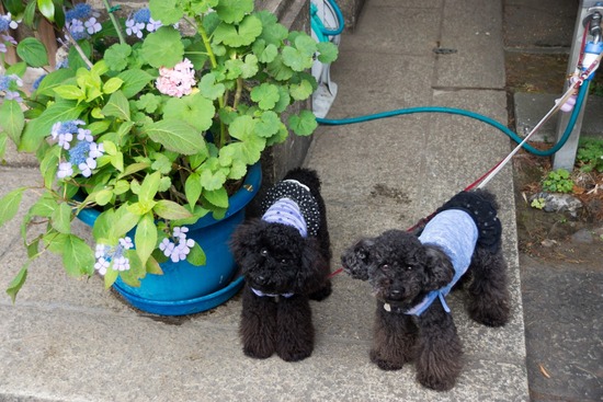 ブラックのトイプードル銀座リリー＆ドナas know as de wan02