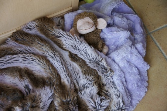 銀座トイプードルリリーとドナas know as de wan11