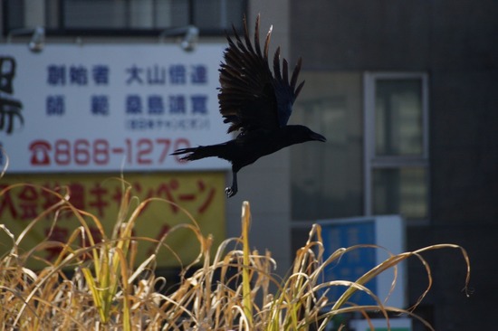 銀座トイプードルリリーとドナas know as de wan25