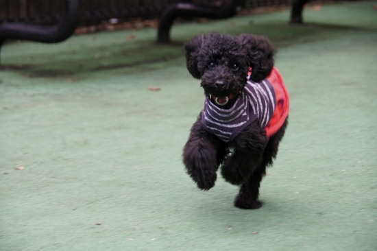 銀座トイプードルリリーas know as de wan14