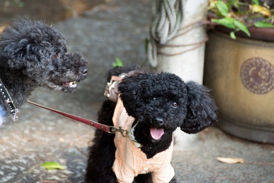 ブログRosieトイプードル銀座リリーとドナas know as de wan15