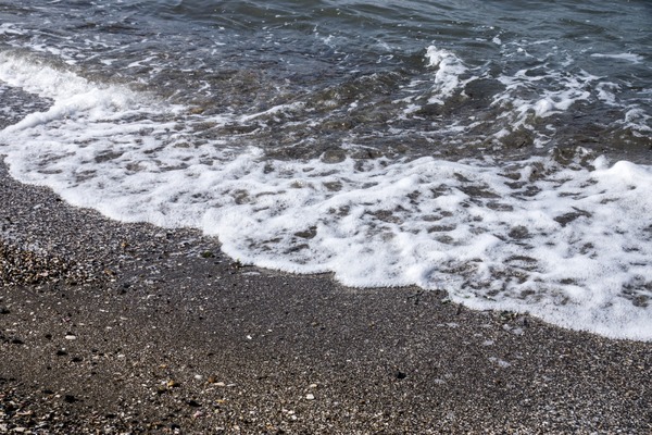 トイプードル銀座リリー025