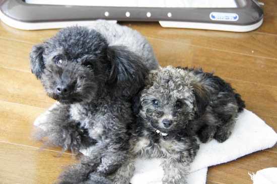 銀座 トイプードル リリー as know as de wan23