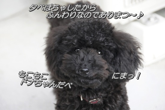 銀座トイプードルリリーとドナas know as de wan13