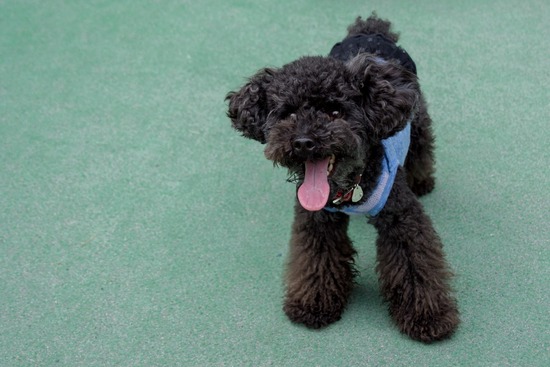 ブラックのトイプードル銀座リリー＆ドナas know as de wan10