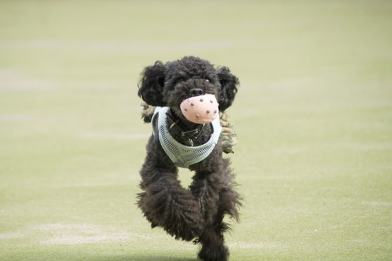 トイプードル銀座リリーとas know as de wan06