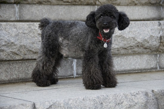 銀座トイプードルリリーas know as de wan37