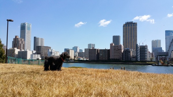 ブラックトイプードル銀座リリードナ010