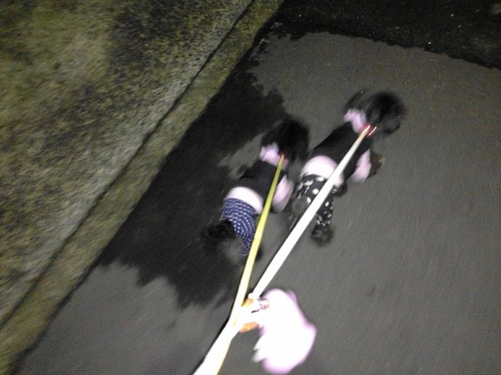 銀座トイプードルリリーとドナas know as de wan06