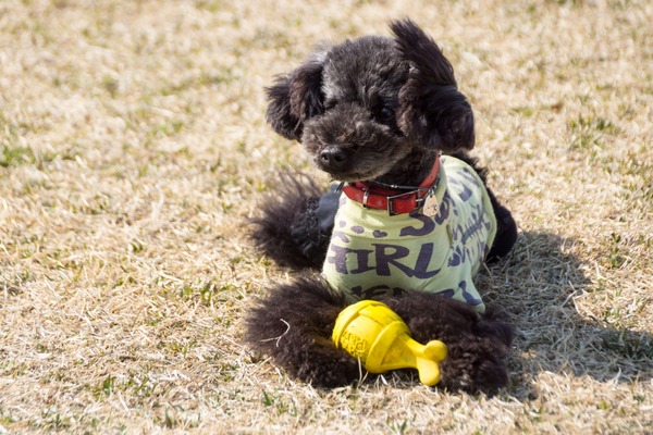 トイプードル銀座リリー043