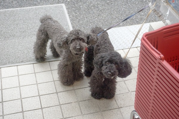 トイプードル銀座リリー03