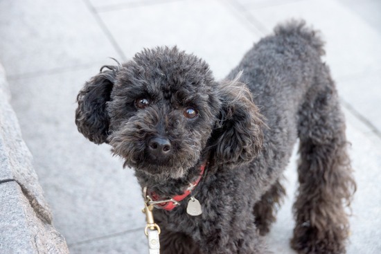 トイプードル銀座リリー＆ドナ122