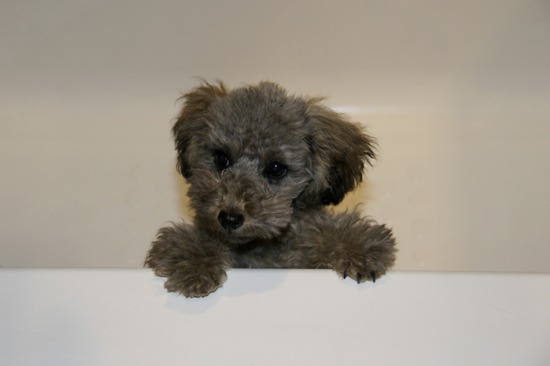 銀座トイプードルリリーas know as de wan32