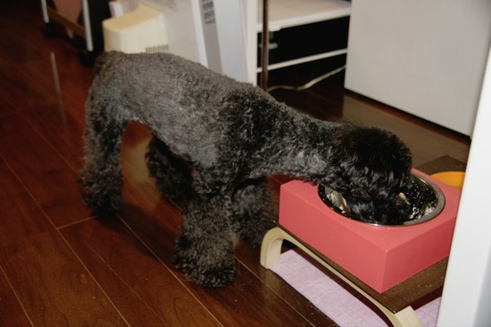 as know as de wan トイプードル 銀座リリー44