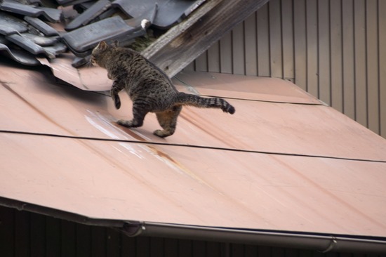 329 銀座ブラックのトイプードルリリーとドナas know as de wan11