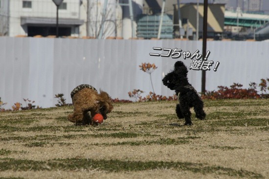 銀座トイプードルリリーas know as de wan16