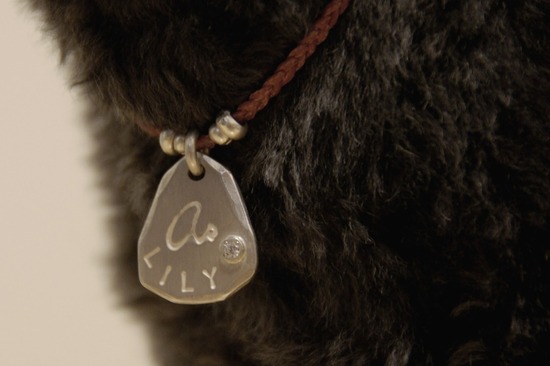 トイプードル銀座リリーas_know_as_dewan07