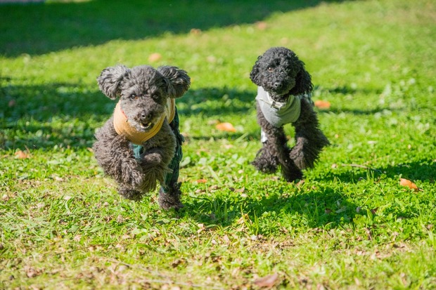 20151205ブラックトイプードル銀座リリー＆ドナ28