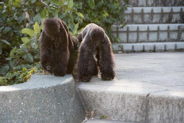 トイプードル銀座リリー011