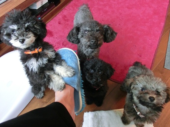 銀座トイプードルリリーas know as de wan08