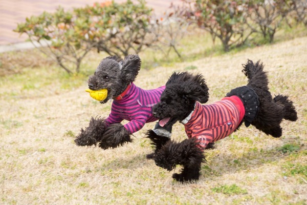 ブラックトイプードル銀座リリードナ014