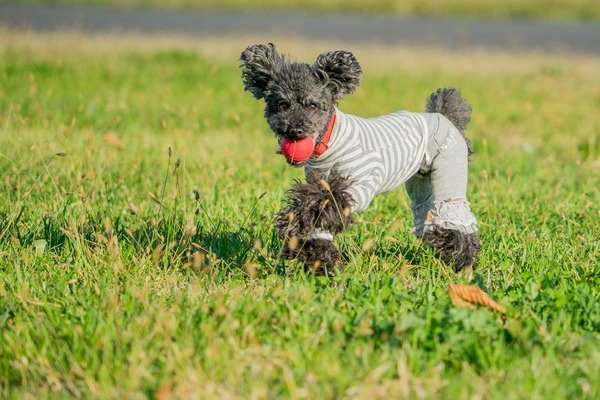 20151129ブラックトイプードル銀座リリー&ドナ002