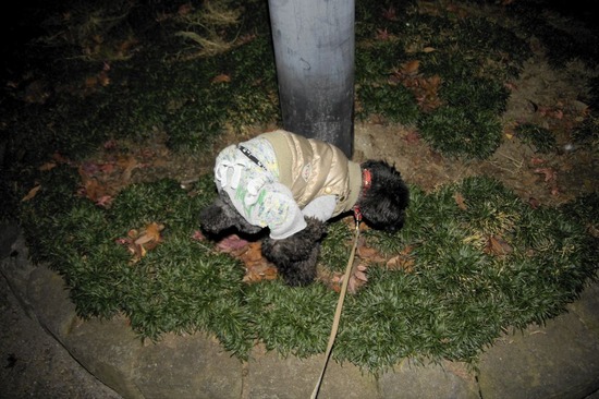 as know as de wan トイプードル 銀座リリー04