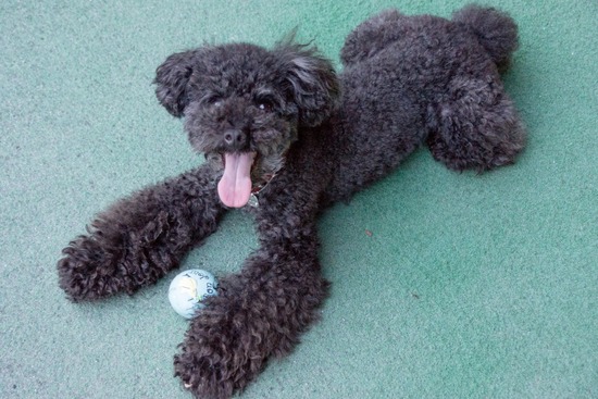 ブログRosieトイプードル銀座リリーとドナas know as de wan32