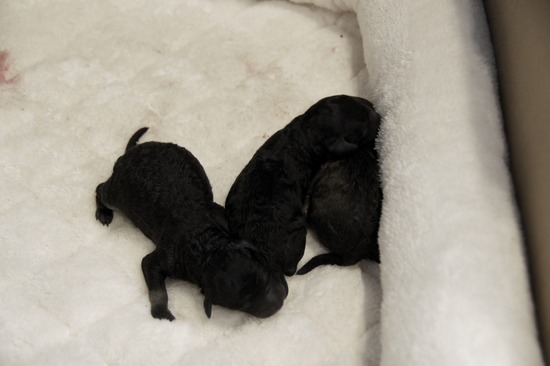 as know as de wanとトイプードルブラックの銀座リリー01