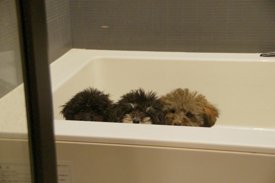 銀座トイプードルリリーas know as de wan42