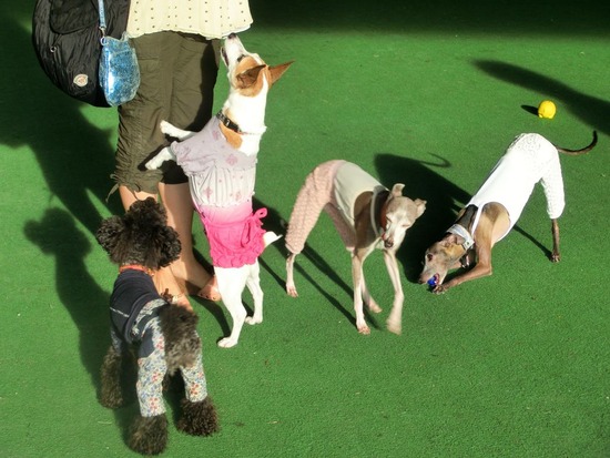 as know as de wan_銀座リリー_トイプードル13