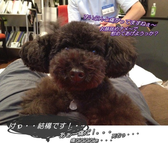 トイプードル銀座リリーとas know as de wan07