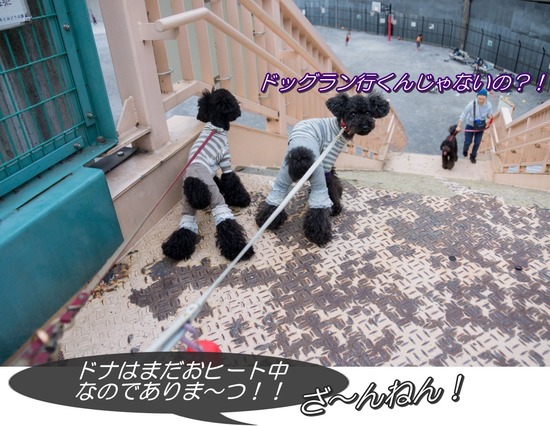 ブログRosieトイプードル銀座リリーとドナas know as de wan75