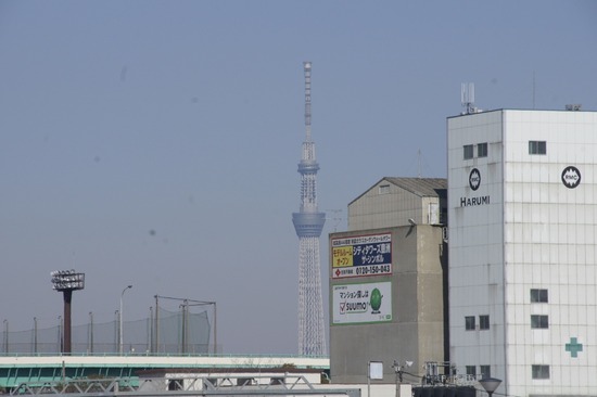 銀座トイプードルリリーas know as de wan09