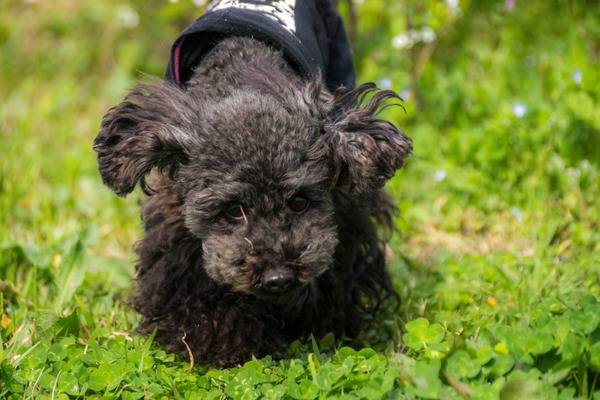 ブラックトイプードル銀座リリードナ044