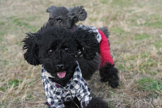 20151212ブラックトイプードル銀座リリー＆ドナ13