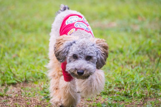 ブログRosieトイプードル銀座リリーとドナas know as de wan133