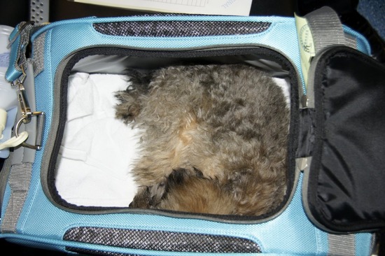 銀座トイプードルリリーas know as de wan55