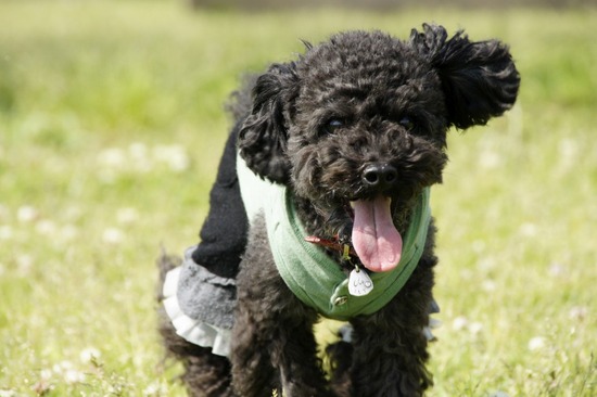 銀座トイプードルリリーas know as de wan66